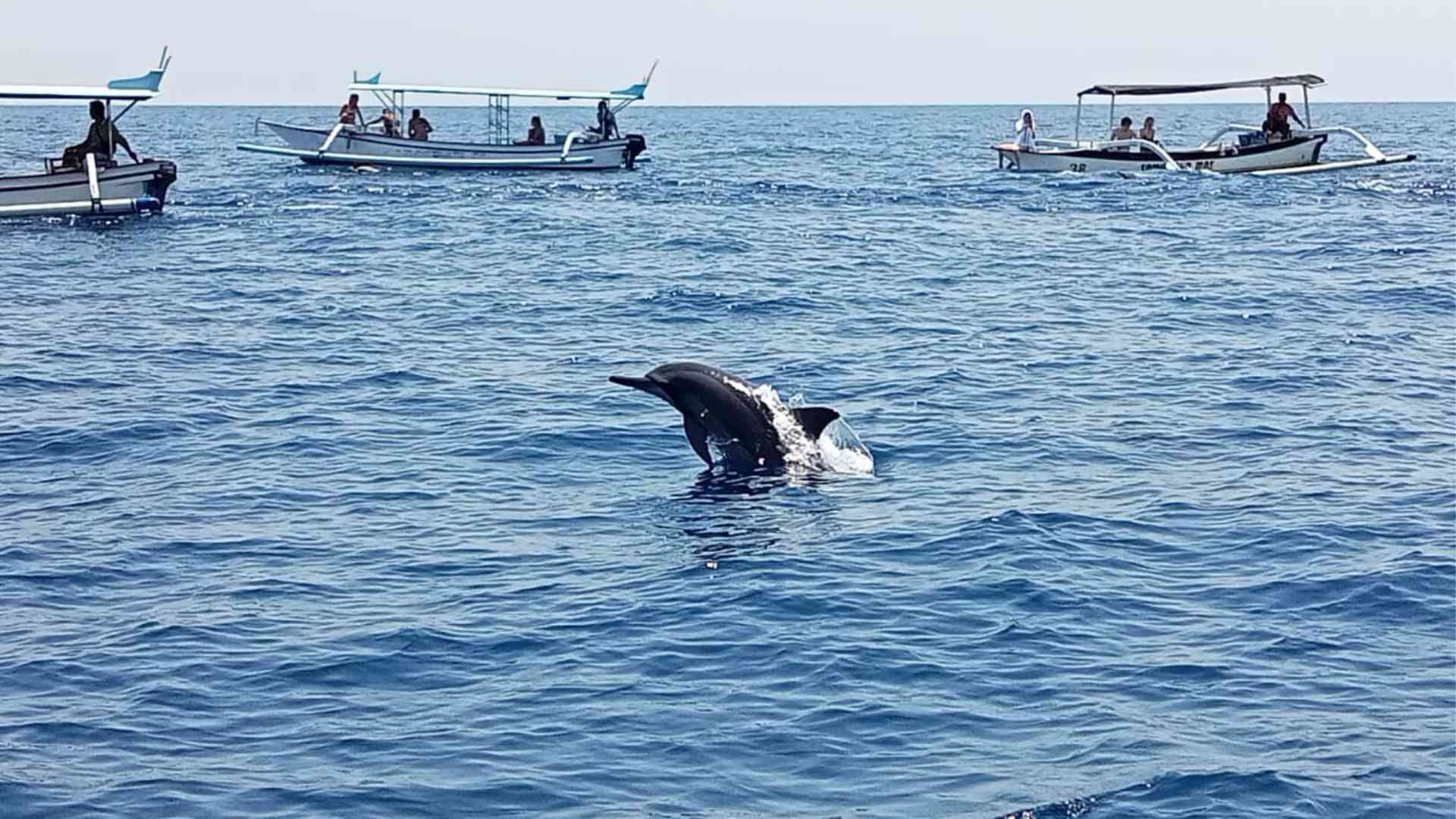 Bali dolphin Advanture