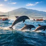 What time of year is best for dolphin watching in Lovina bali?