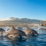Best Time to See Dolphins in Lovina Bali