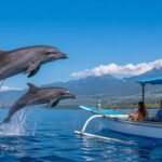 How to Book a Private Dolphin Tour in Lovina