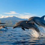 Is Lovina Dolphin Tour Worth It? Honest Review