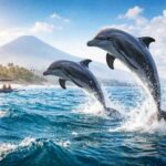 Is dolphin watching in Bali ethical?