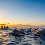 Sunrise Dolphin Tour Lovina: What to Expect