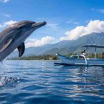 Top Reasons to Choose a Private Dolphin Tour in Lovina