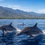 What Makes Lovina Dolphins So Special?