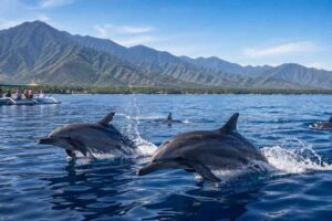 What Makes Lovina Dolphins So Special?