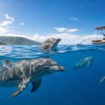 Best Time to Swim with Dolphins in Bali