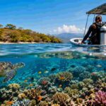 Ethical Dolphin Swimming in Lovina