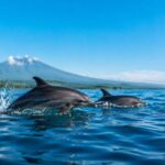 Is It Safe to Swim with Dolphins in Lovina?