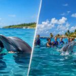 Private Dolphin Swimming Experience vs Group Tour