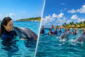 Private Dolphin Swimming Experience vs Group Tour