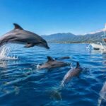 Swimming with Dolphins in Lovina: Full Guide