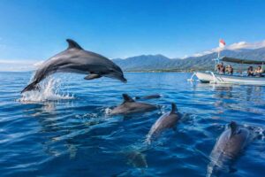 Swimming with Dolphins in Lovina: Full Guide