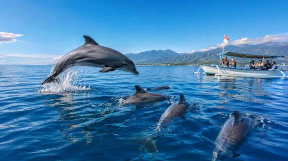 Swimming with Dolphins in Lovina: Full Guide