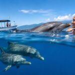 What It Feels Like to Swim with Dolphins in Lovina