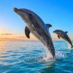 5 Reasons You Should Wake Up Early for Dolphins