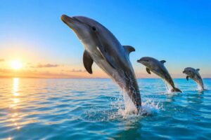 5 Reasons You Should Wake Up Early for Dolphins