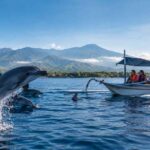 Affordable Dolphin Tours in Lovina Explained