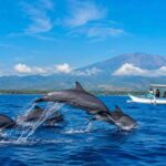 Best dolphin watching tours near Lovina Bali
