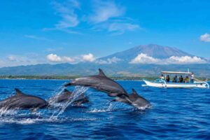Best dolphin watching tours near Lovina Bali