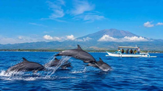 Best dolphin watching tours near Lovina Bali