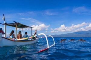 Budget vs Premium Dolphin Tour: Which Should You Choose?
