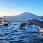 Cheap Dolphin Tour Lovina: What You Should Know
