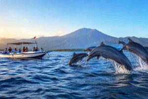 Cheap Dolphin Tour Lovina: What You Should Know