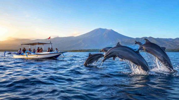 Cheap Dolphin Tour Lovina: What You Should Know