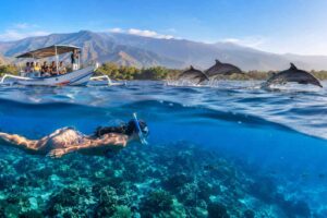 Dolphin watching tours with snorkeling options in Lovina
