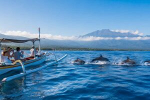 Eco-friendly dolphin watching tours available in Lovina