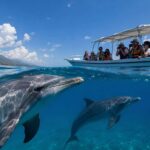 Hidden Costs of Dolphin Tours in Bali