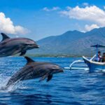 How Much Does a Dolphin Tour in Bali Cost?