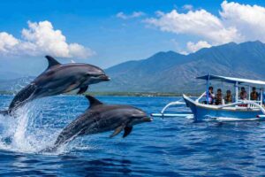 How Much Does a Dolphin Tour in Bali Cost?