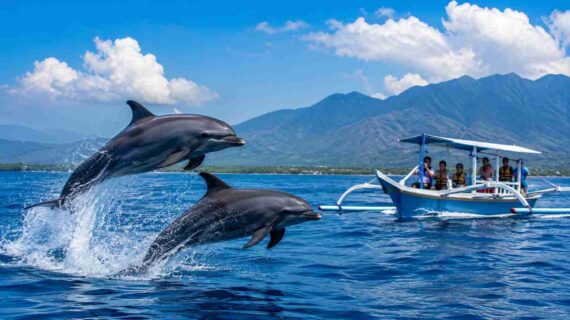How Much Does a Dolphin Tour in Bali Cost?