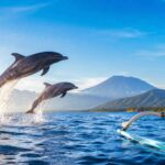 How to Get the Best Deal for Dolphin Tours in Lovina