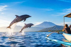 How to Get the Best Deal for Dolphin Tours in Lovina