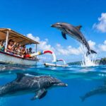 Is Cheap Dolphin Tour Worth It?
