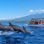 Lovina Dolphin Tour Price Guide (2026)