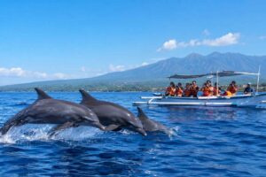 Lovina Dolphin Tour Price Guide (2026)