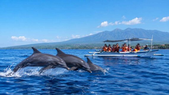 Lovina Dolphin Tour Price Guide (2026)