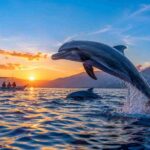 Magical Sunrise Dolphin Experience in Lovina