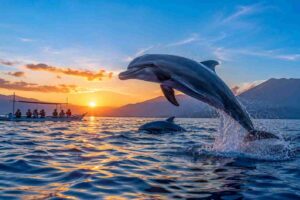 Magical Sunrise Dolphin Experience in Lovina