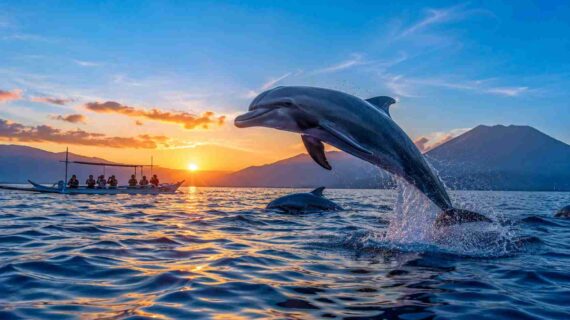 Magical Sunrise Dolphin Experience in Lovina