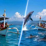 Private vs Shared Dolphin Tour Price Comparison