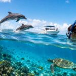Snorkeling After Dolphin Watching: What to Expect