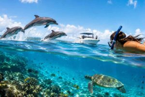 Snorkeling After Dolphin Watching: What to Expect
