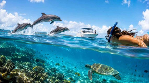 Snorkeling After Dolphin Watching: What to Expect