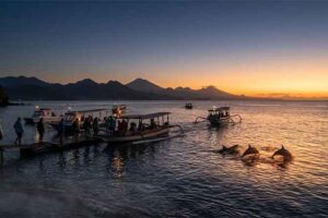 How Early Should You Go for Dolphin Tours?
