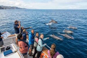 How to Choose the Right Dolphin Tour Operator